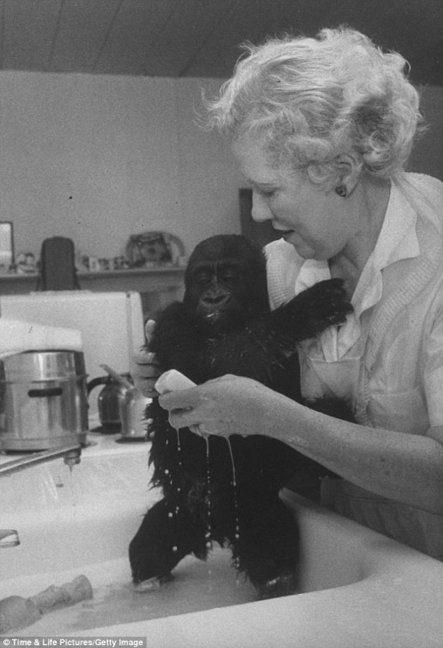 Colo bagno lavato gorilla longevità pomodoro solenacee primate primato
