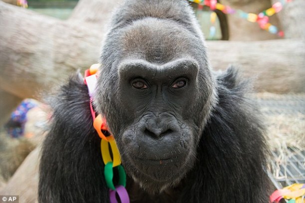 colo gorilla longevo longevità pomodoro solenacee