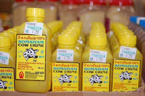 Urina di mucca in bottiglia in vendita come rimedio ayurvedico.